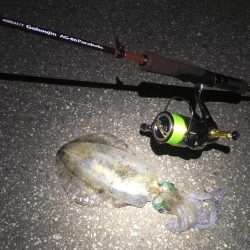 楽しく釣れました