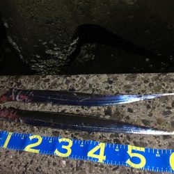 夕まずめワインド