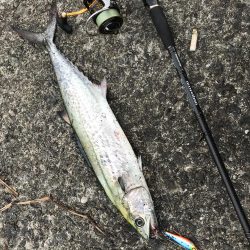 サゴシに太刀魚！