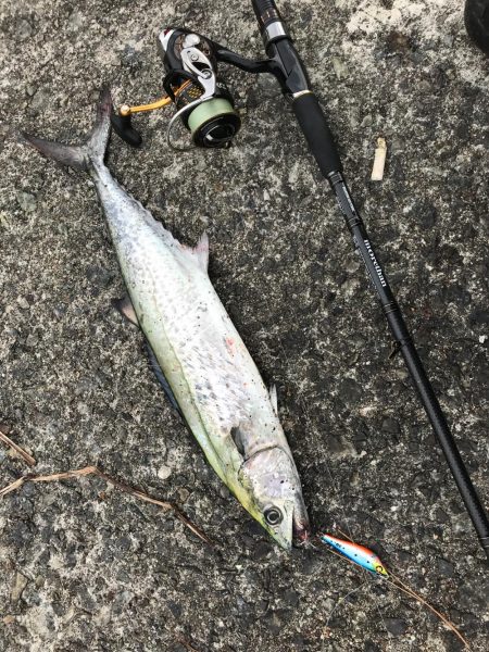 サゴシに太刀魚！