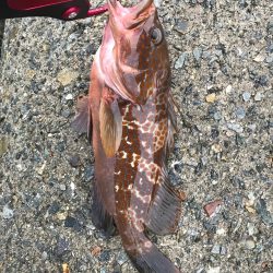 シーバス不発(T . T)