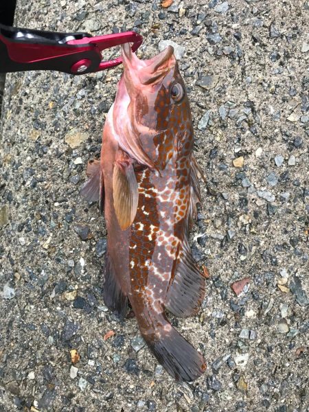 シーバス不発(T . T)