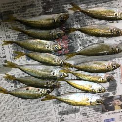 久しぶりのアジング