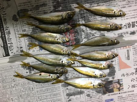 久しぶりのアジング