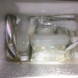 アジング好調！