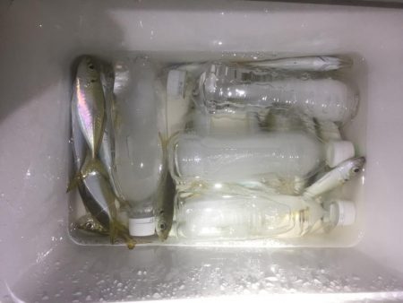 アジング好調！