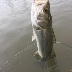 朝明川 ウェーディング