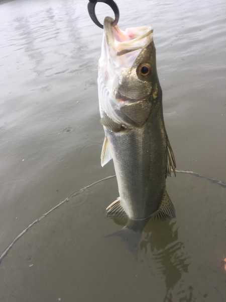 朝明川 ウェーディング