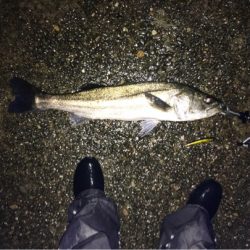 今日は渋めのシーバス