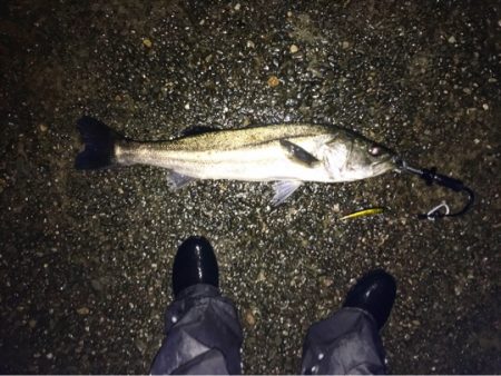 今日は渋めのシーバス