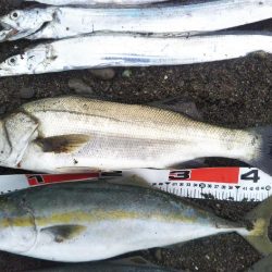 阿南市でハマチ、シーバス、タチウオ好調