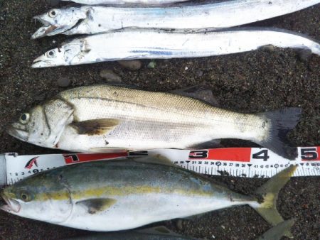 阿南市でハマチ、シーバス、タチウオ好調