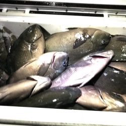 魚津港 フカセ夜釣りグレ入れ食い！