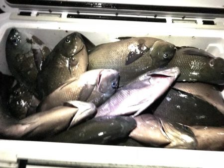 魚津港 フカセ夜釣りグレ入れ食い！