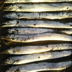 阿南市でツバス、シーバス、タチウオ好調