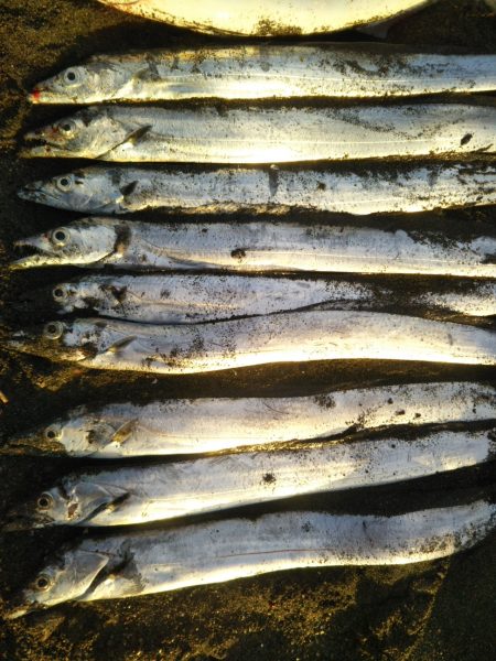 阿南市でツバス、シーバス、タチウオ好調