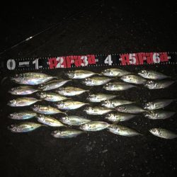 舞洲アジング絶好調