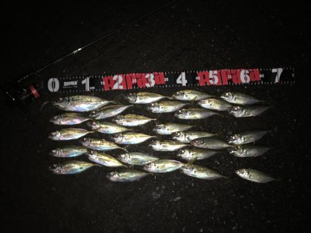 舞洲アジング絶好調