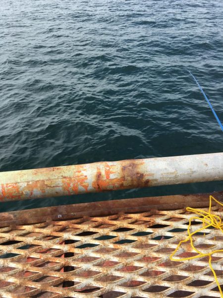 ルアーに反応しなくなったハマチ！アオリイカにマダイ