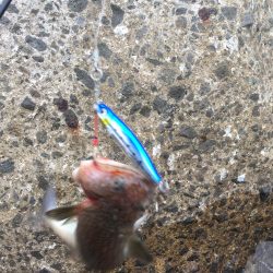 茶色いのんやけど