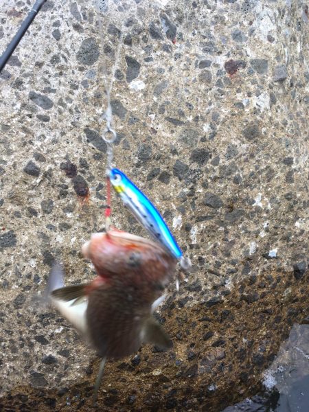 茶色いのんやけど