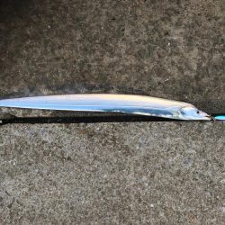 新規開拓でタチウオ絶好調！