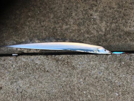 新規開拓でタチウオ絶好調！