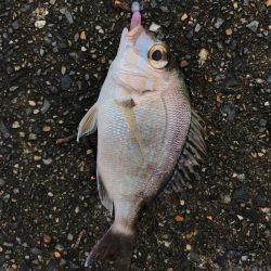 漁港ワームを使いました。