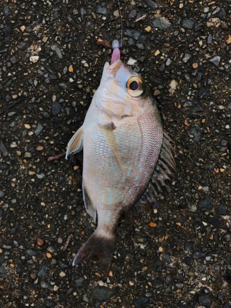 漁港ワームを使いました。