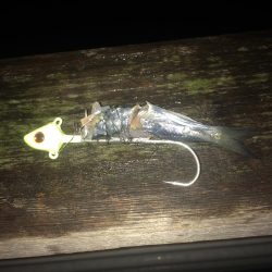 イワシの引き釣り