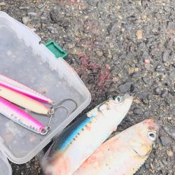 ハマチ祭り⁉︎