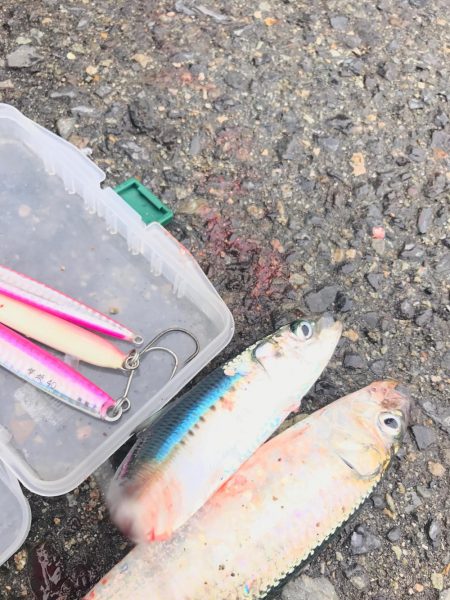 ハマチ祭り⁉︎