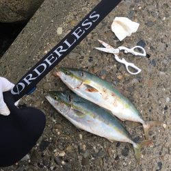 少し沖でハマチ連発！