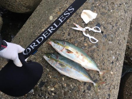 少し沖でハマチ連発！