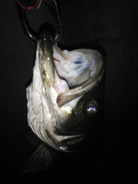 シーバス65センチ