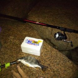 初の手のひら以上キビレ