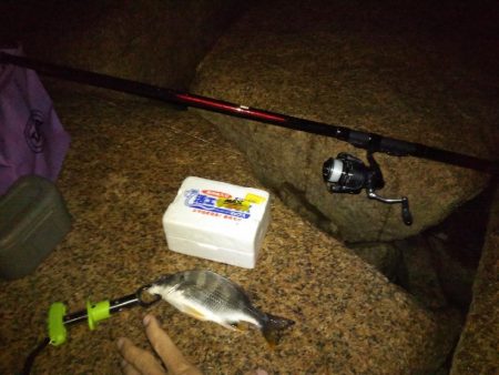 初の手のひら以上キビレ