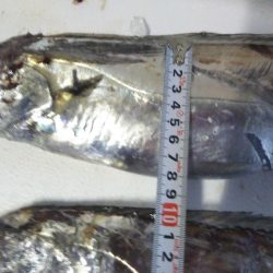 阿南市の辰巳でドラゴン