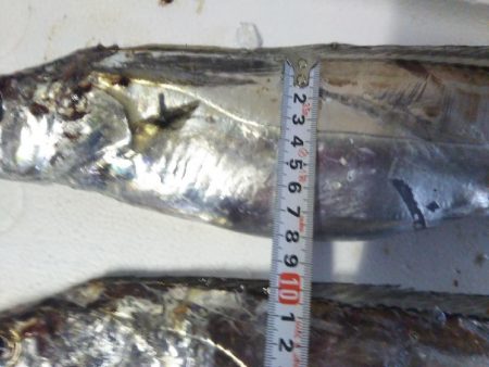 阿南市の辰巳でドラゴン