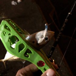 タチウオ狙いで行くも…