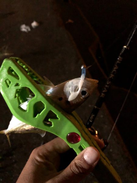 タチウオ狙いで行くも…