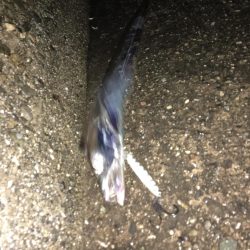 嵐の日は釣れる