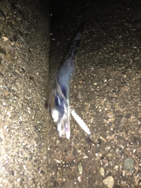 嵐の日は釣れる