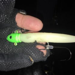 アジングで珍客