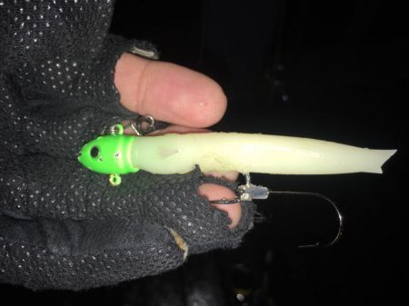 アジングで珍客