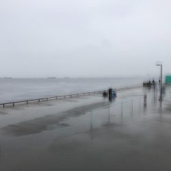 タチウオ、サゴシ