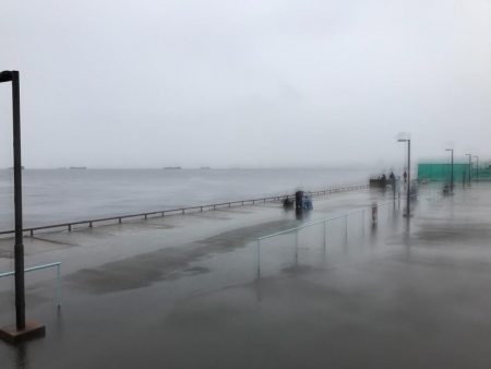 タチウオ、サゴシ