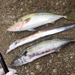 タチサゴハマチ！久しぶりの三種コンプ