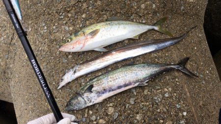 タチサゴハマチ！久しぶりの三種コンプ