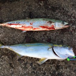 高砂エリア☆台風後調査〜